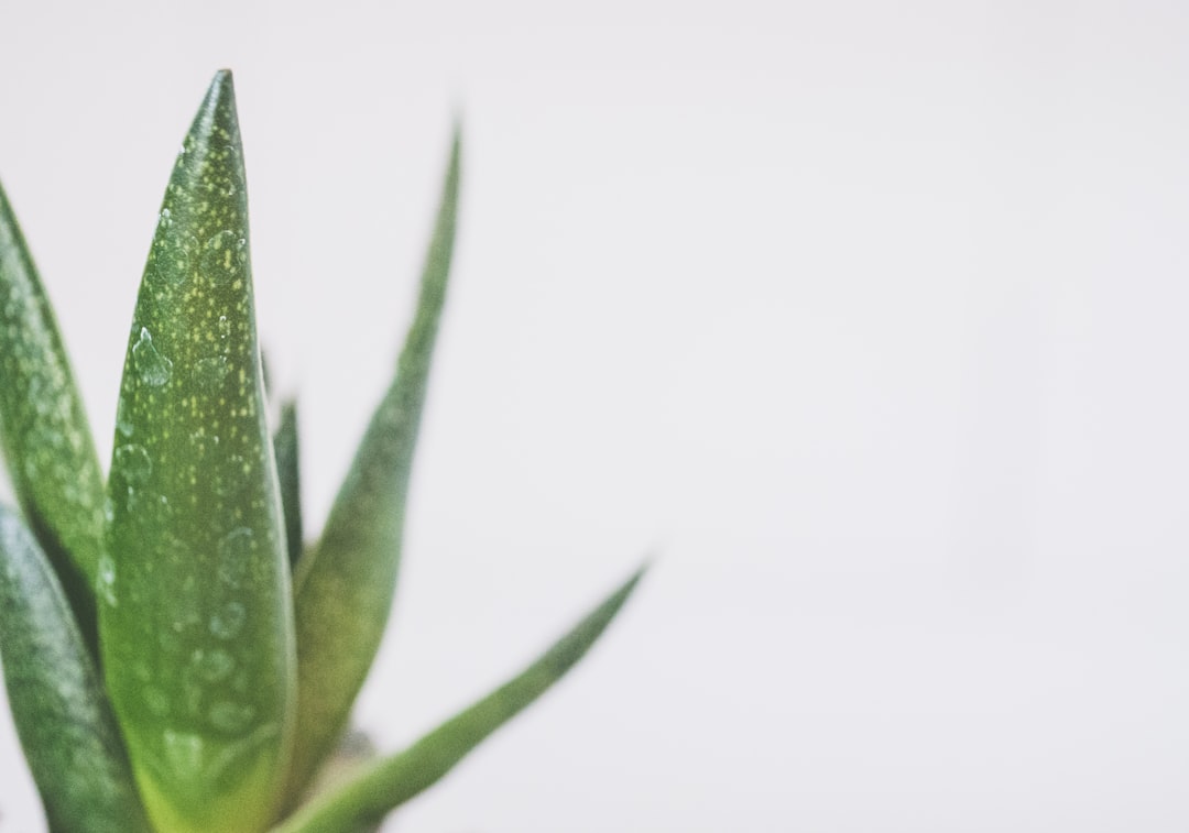 Close-up view of an Aloe Vera succulent with water droplets on its leaves, highlighting the plant’s beauty benefits against a plain white background.