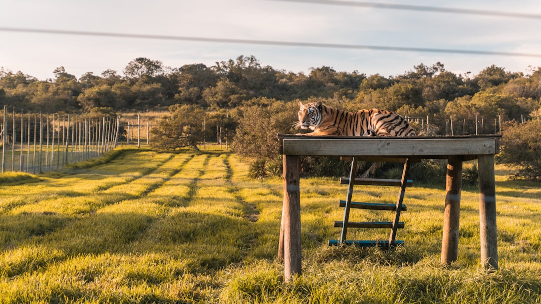 A tiger lies on a raised wooden platform with a ladder in a grassy, fenced enclosure, surrounded by trees and bushes—evoking the tranquility of private island getaways and an escape to paradise.