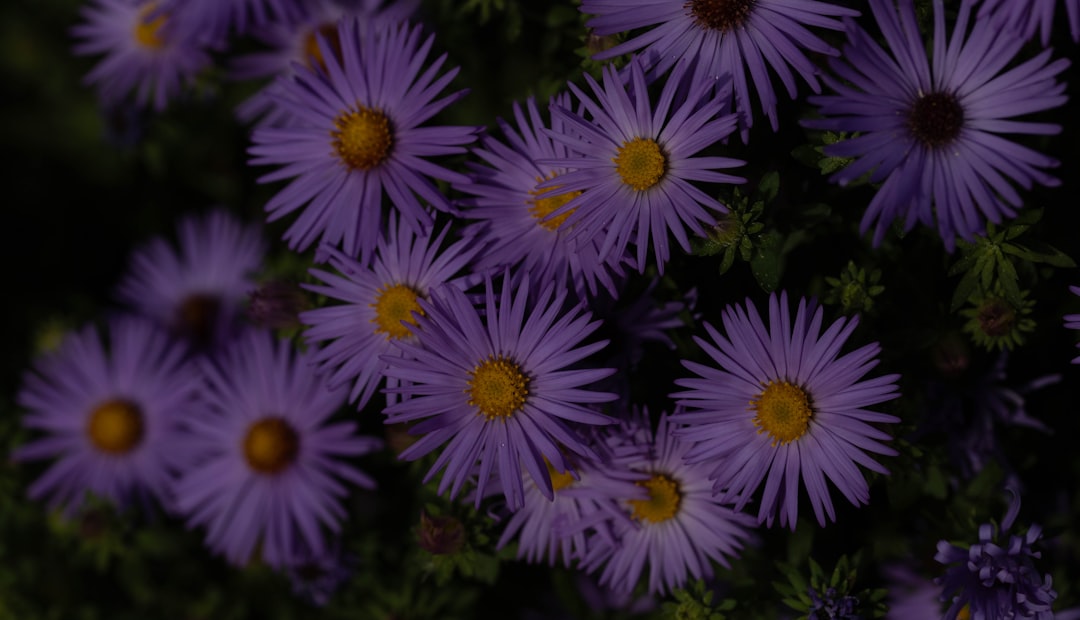 A cluster of purple asters with yellow centers in bloom, surrounded by green foliage, evokes the grace of ballet and the elegance of exclusive performances.