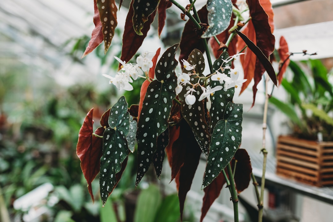 Close-up of a Begonia maculata plant with dark green leaves featuring white spots and clusters of small white flowers, adding a touch of luxury to the greenhouse setting.