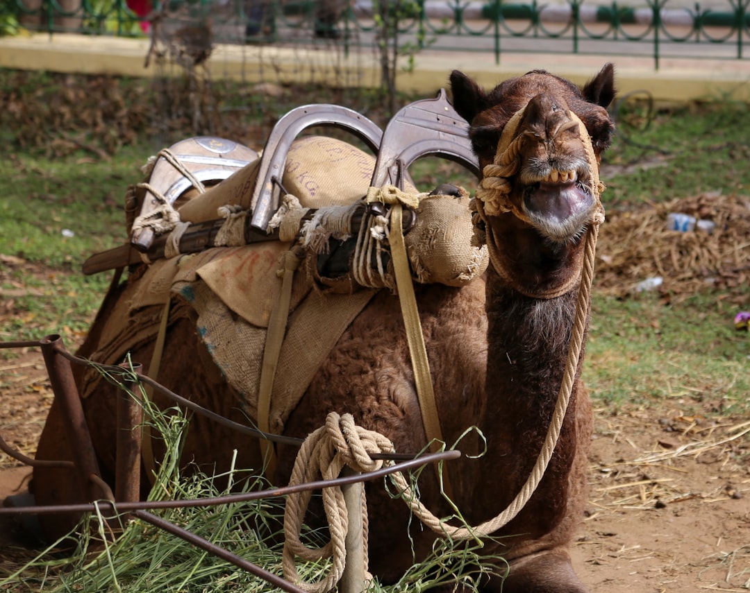 A camel with a saddle sits on the ground, chewing on grass, its rope halter ready for your next India luxury tours adventure.