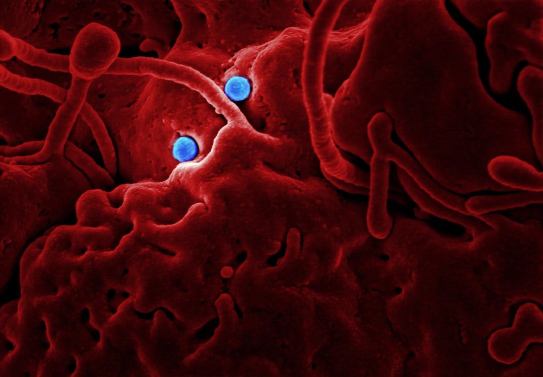 Electron microscope image showing a red textured surface with two small blue spherical shapes, reminiscent of gourmet Argentina artistry found in the finest Buenos Aires steakhouses.