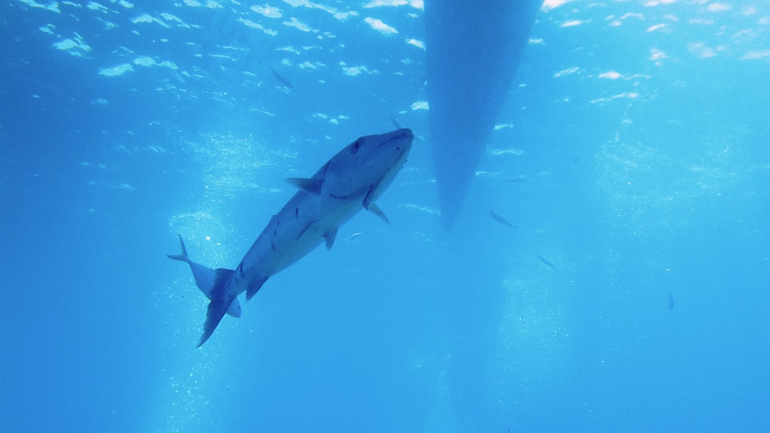 A fish swims underwater near the hull of a boat, with sunlight filtering through the water above—like discovering rare exotic ingredients for gourmet cooking in a hidden aquatic pantry.