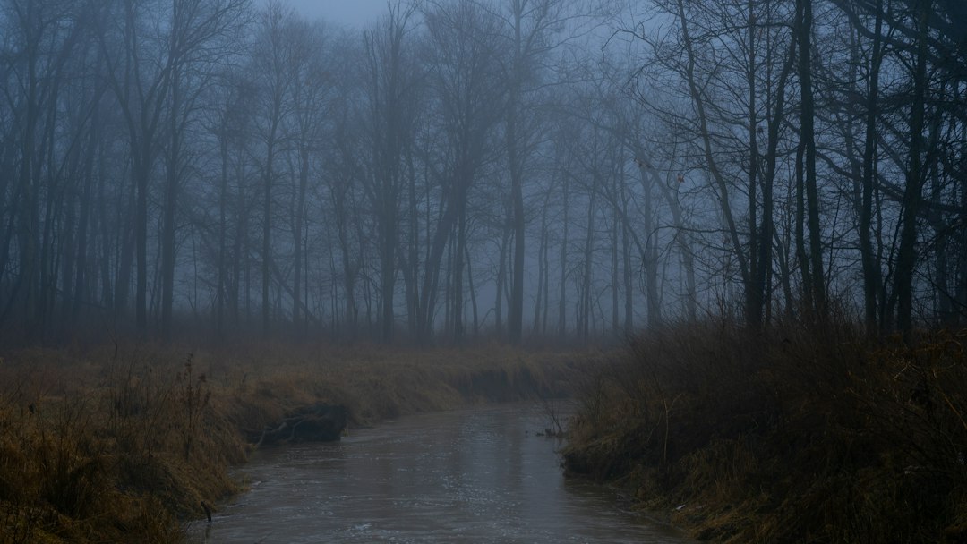 A narrow, calm stream flows through dry grass with leafless trees and thick fog in the background, evoking the ultimate experience of serenity you might find on a Luxury South American roundtrip.