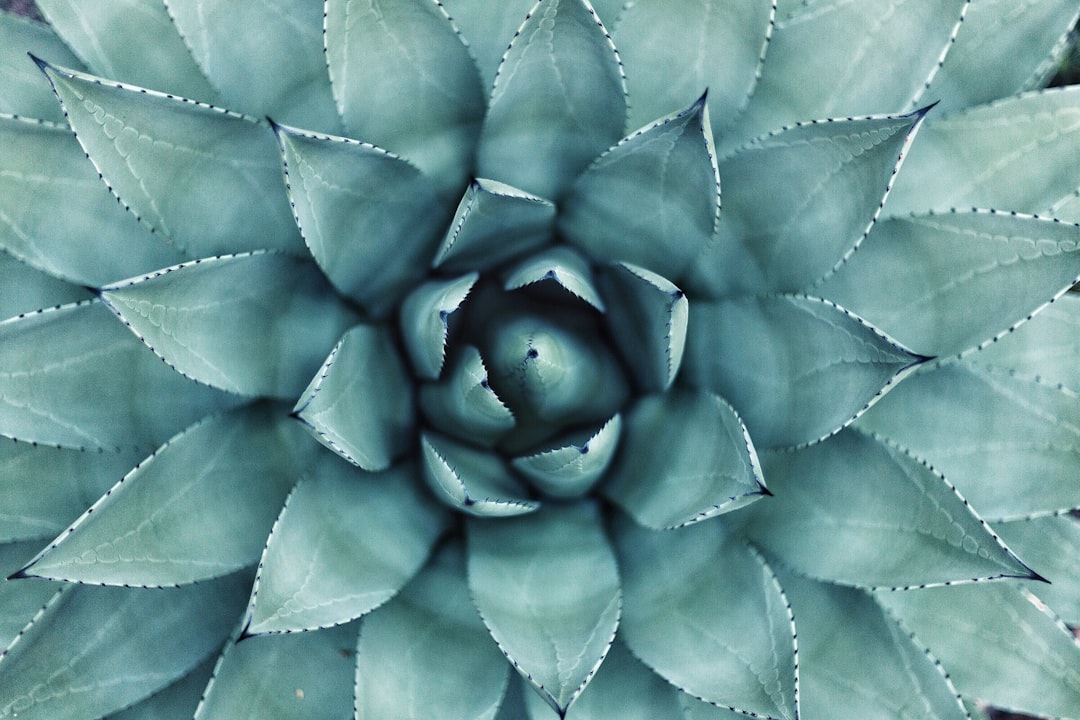 Close-up, top-down view of a symmetrical succulent plant with pointed, overlapping blue-green leaves arranged in a circular pattern—a natural Quick Beauty Fix for those seeking to appreciate perfection and conceal beauty flaws in nature.