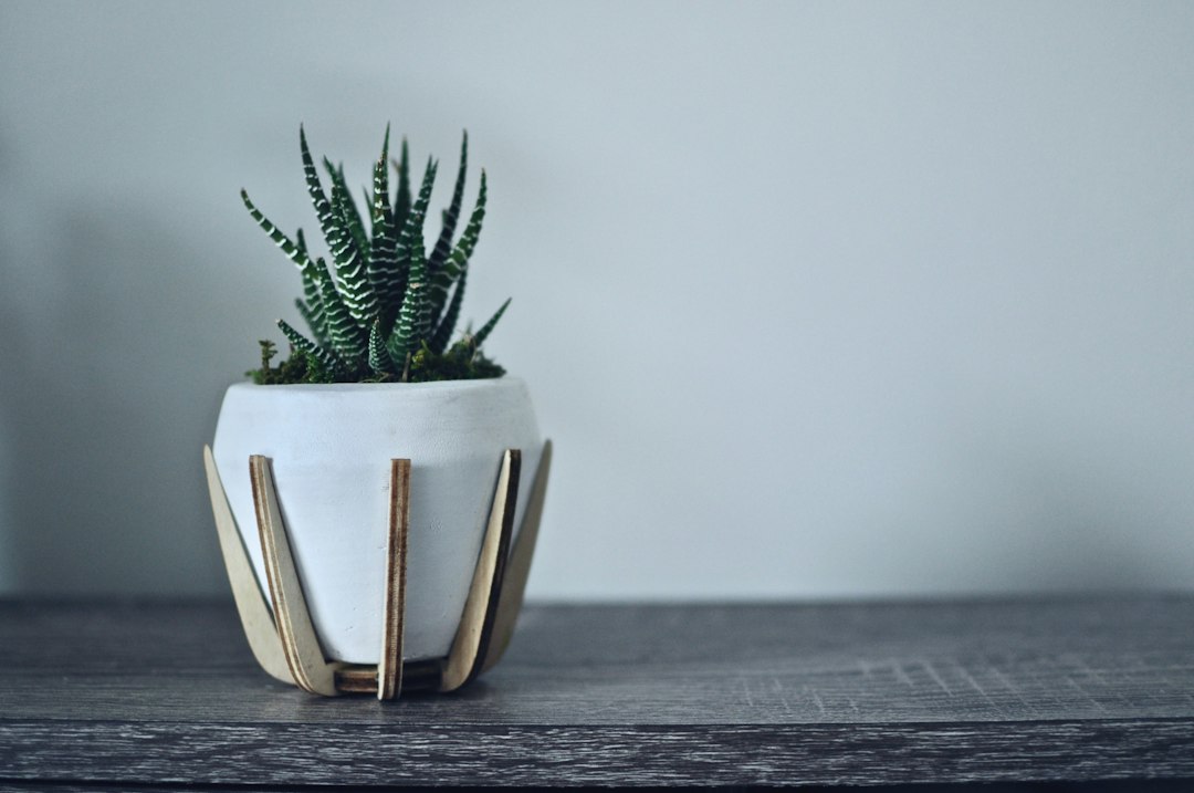 A small potted succulent with striped leaves brings subtle glamour to a gray wooden surface, its simplicity shining like understated celebrity jewelry against the plain light-colored wall.