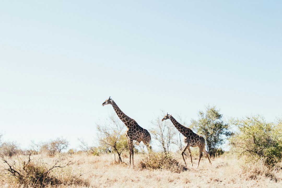 Two giraffes walk on dry, grassy land with scattered bushes under a clear blue sky, capturing the essence of Africa and offering a glimpse into unforgettable Safari Adventures.