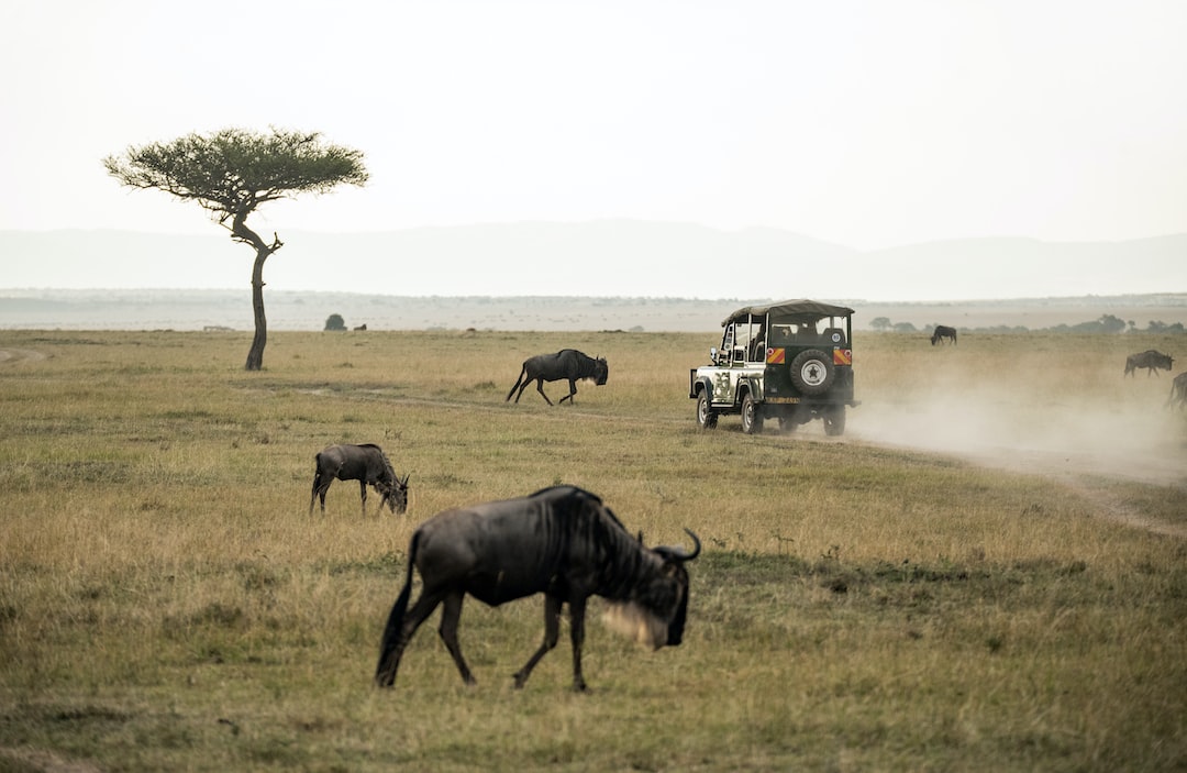A luxury safari vehicle drives through a grassy savanna with several wildebeests grazing and walking nearby, under a cloudy sky.