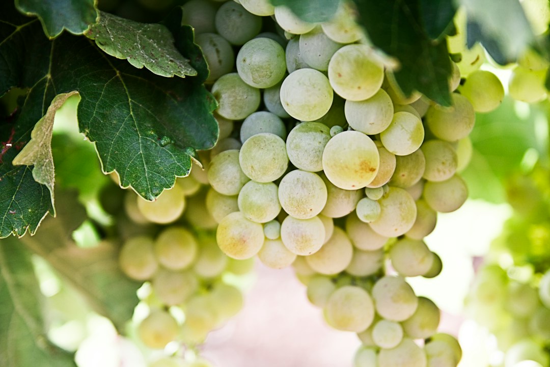 Close-up of a cluster of green grapes hanging on the vine among green leaves at one of the best organic wineries.