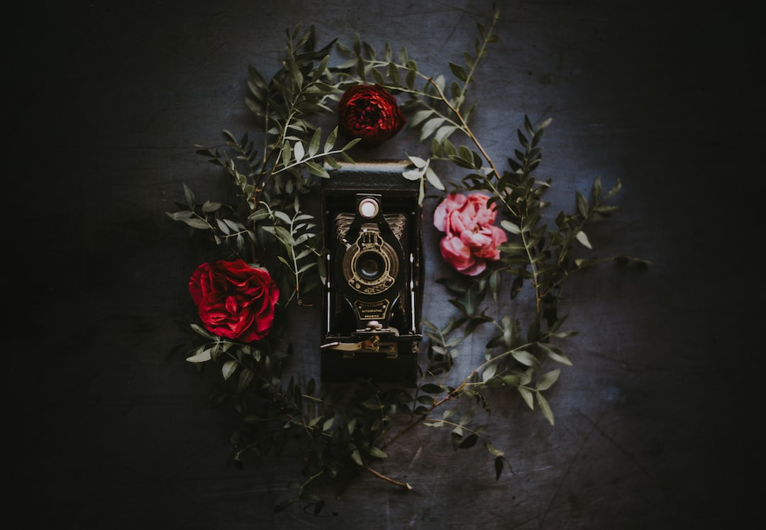 An antique camera, a true piece of vintage photography, rests on a dark surface surrounded by green foliage and three red and pink roses arranged decoratively around it.