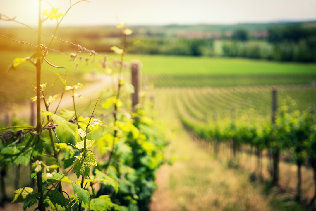 Rows of grapevines growing on a sunny hillside vineyard, ideal for luxury wine tours, with lush green leaves and a blurred background of fields.