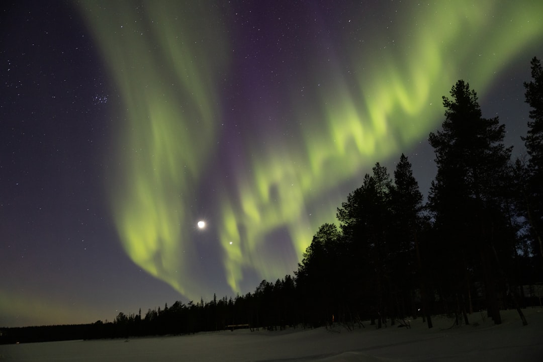 Green and yellow Northern Lights illuminate the night sky above a snowy landscape with silhouetted trees, offering one of the most unforgettable Northern Lights Experiences.
